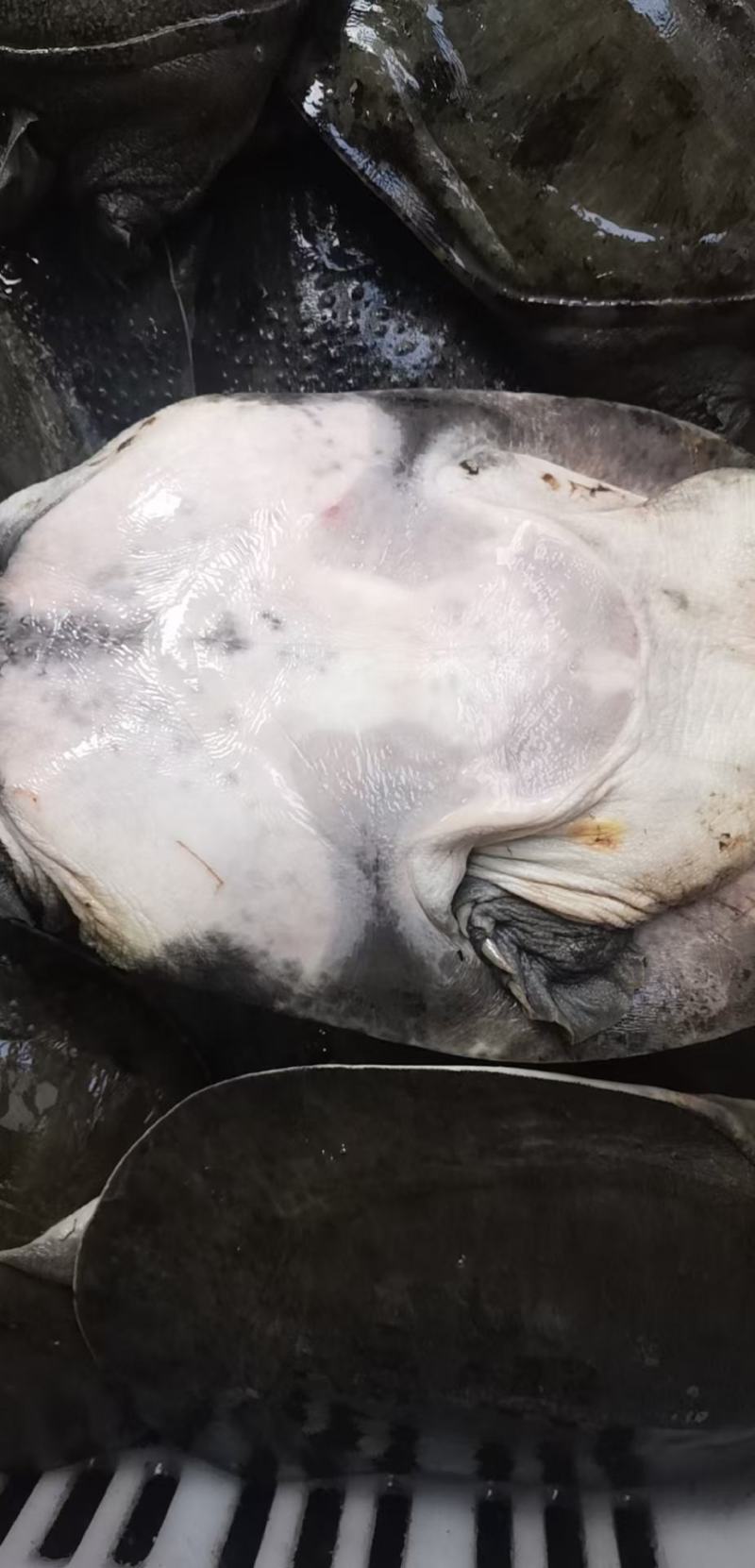 外塘黑花老甲鱼公