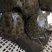 外塘黑花老甲鱼公
