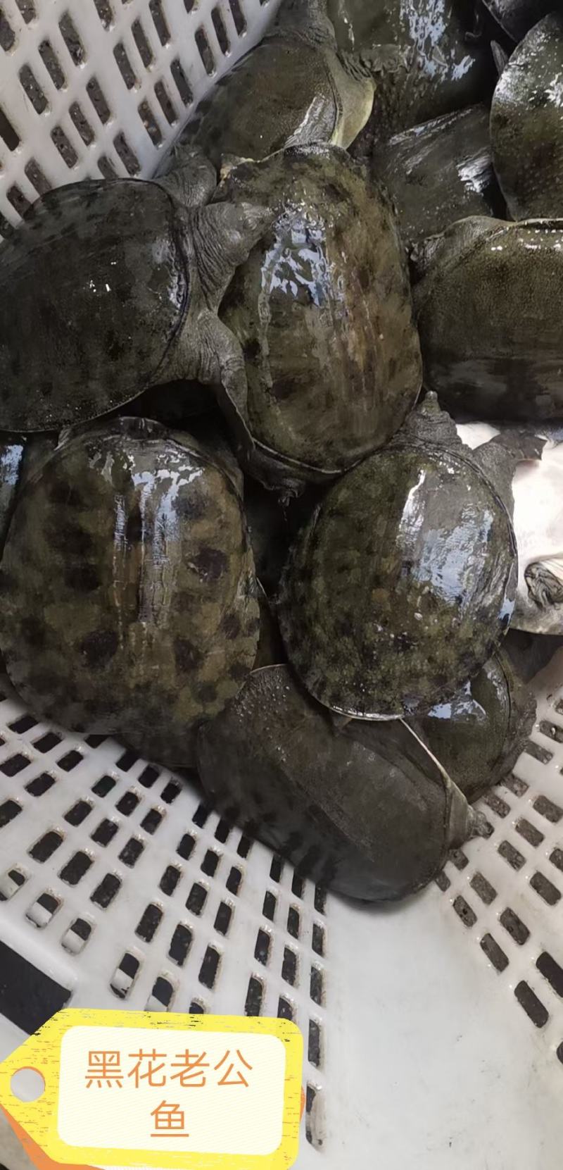 外塘黑花老甲鱼公