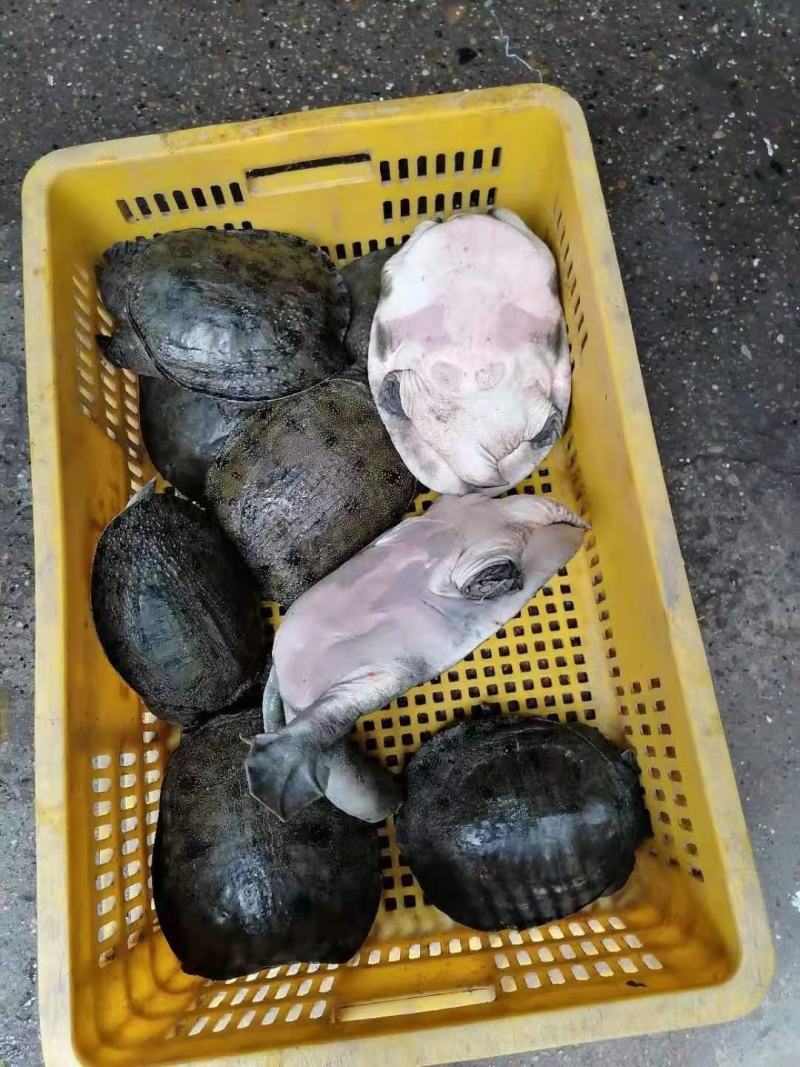 外塘黑花老甲鱼公