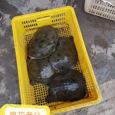 外塘黑花老甲鱼公