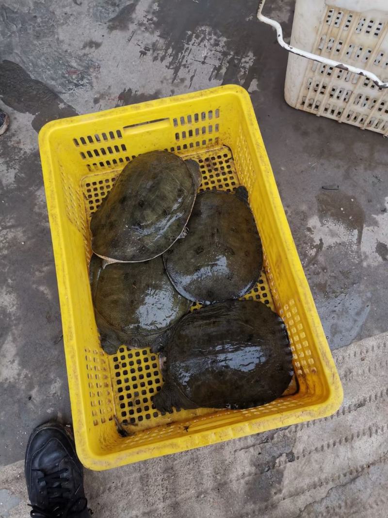 外塘黑花老甲鱼公