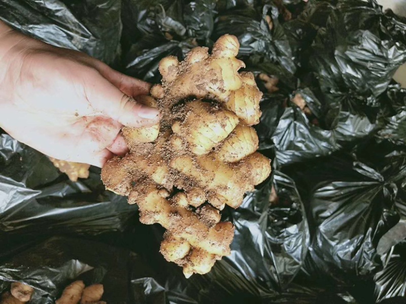 小黄姜（小黄姜）版型好，颜色亮。货源充足
