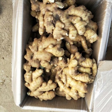小黄姜（小黄姜）版型好，颜色亮。货源充足