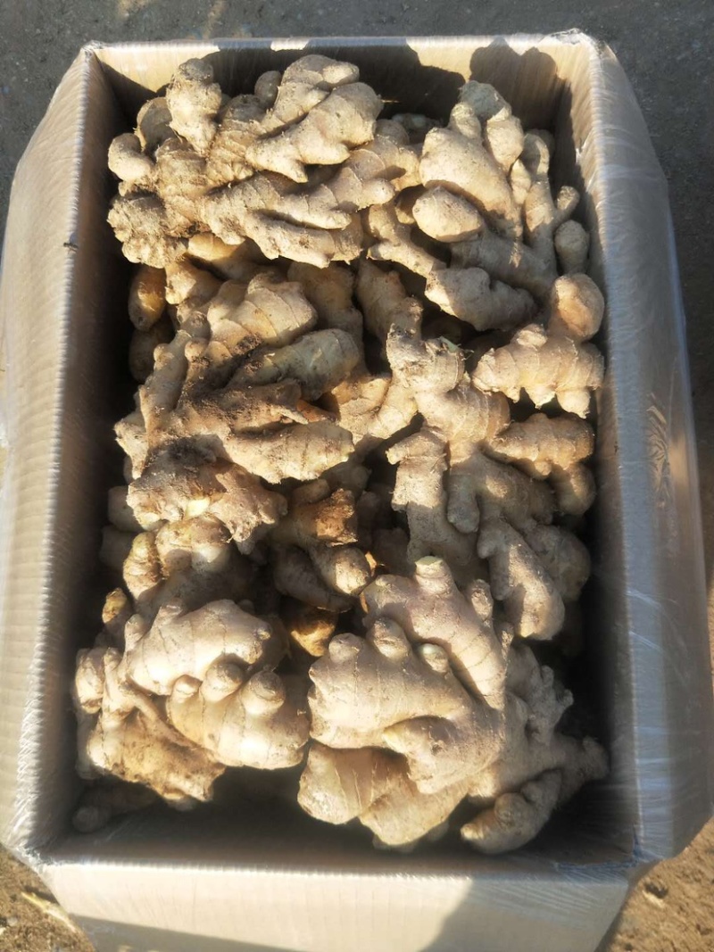 小黄姜（小黄姜）版型好，颜色亮。货源充足