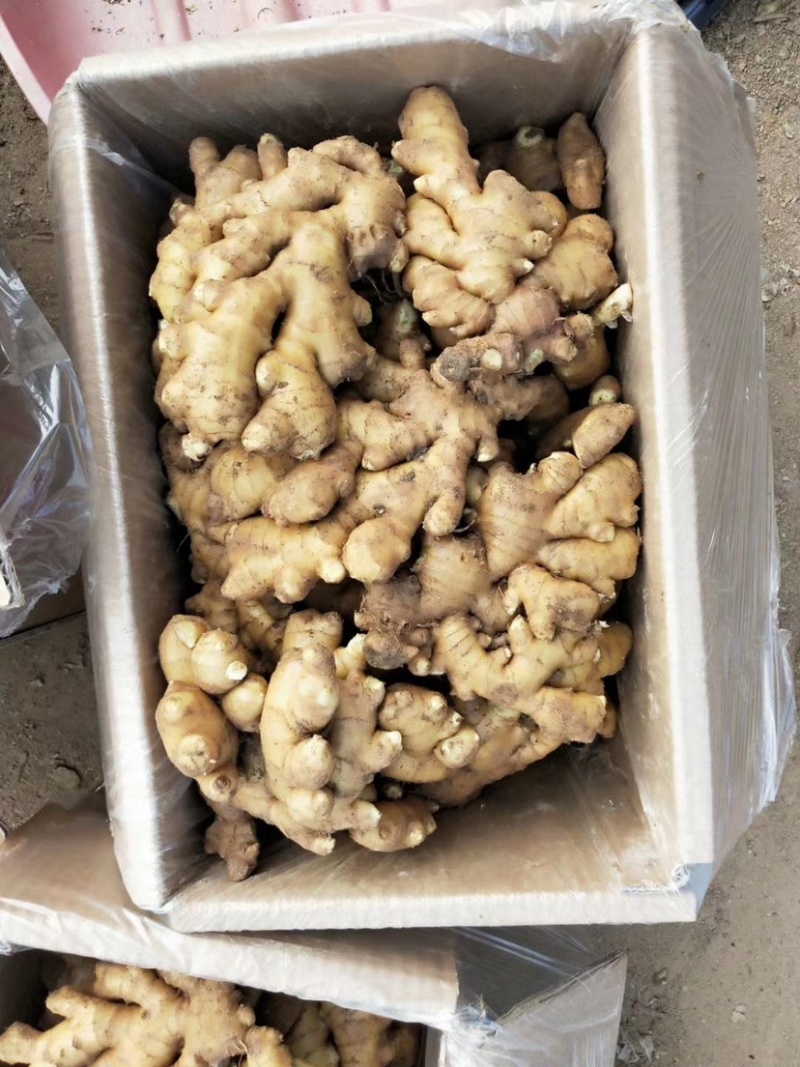 小黄姜（小黄姜）版型好，颜色亮。货源充足