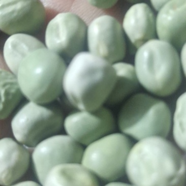 方粒豌豆泡发后颜色好煎炒易煮味道好1件95.5斤常年批发