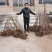 龙城2号软枣猕猴桃苗，质量保证