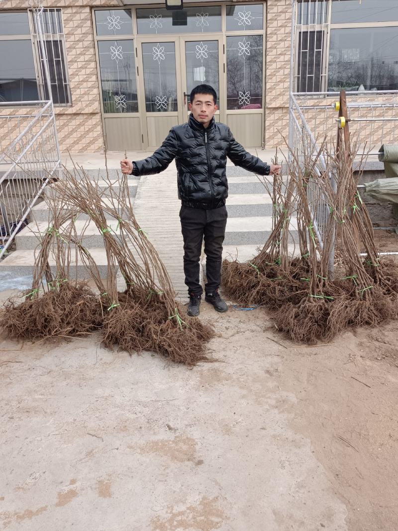 龙城2号软枣猕猴桃苗，质量保证