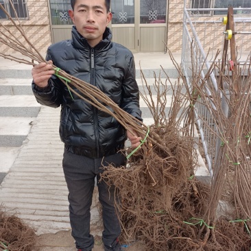 龙城2号软枣猕猴桃苗，质量保证