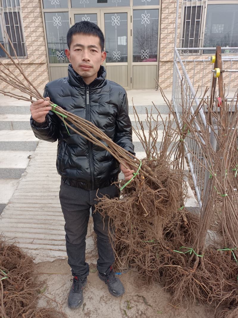 龙城2号软枣猕猴桃苗，质量保证