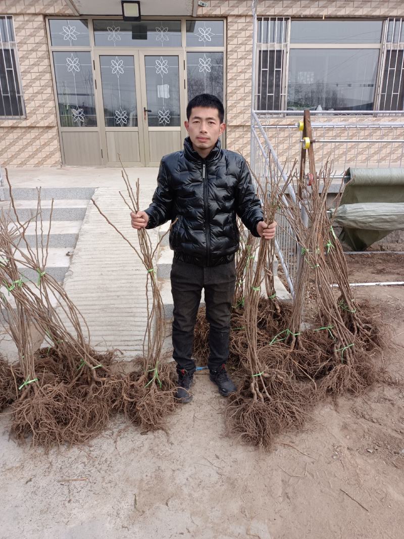 龙城2号软枣猕猴桃苗，质量保证