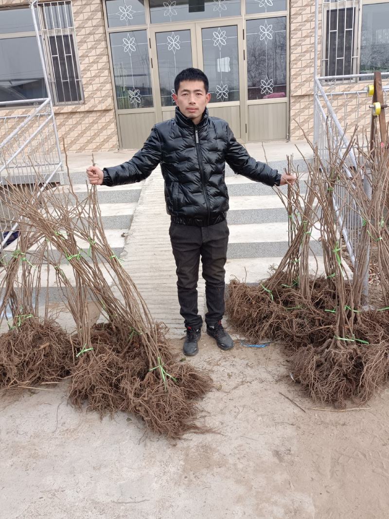 龙城2号软枣猕猴桃苗，质量保证