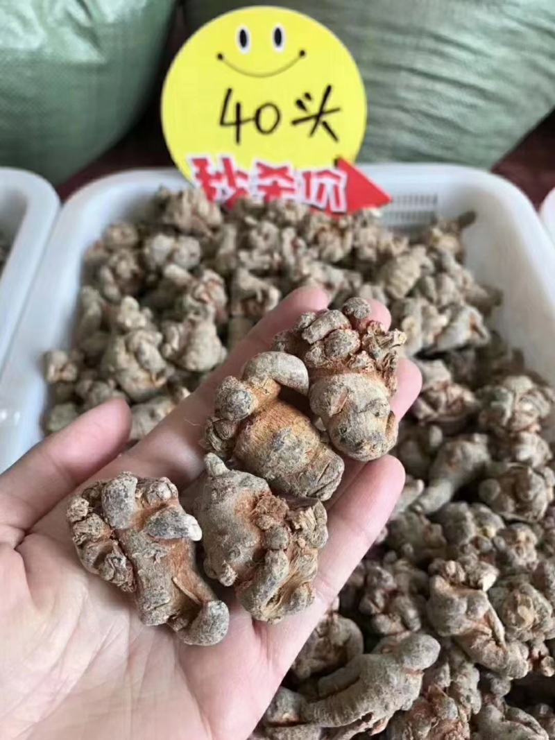 无数头三七，田七，文山三七大量有货欢迎联系