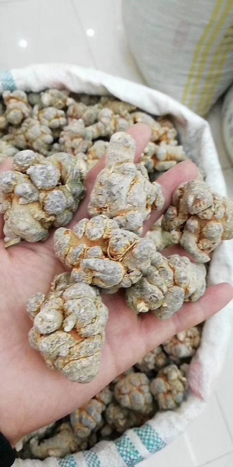 无数头三七，田七，文山三七大量有货欢迎联系