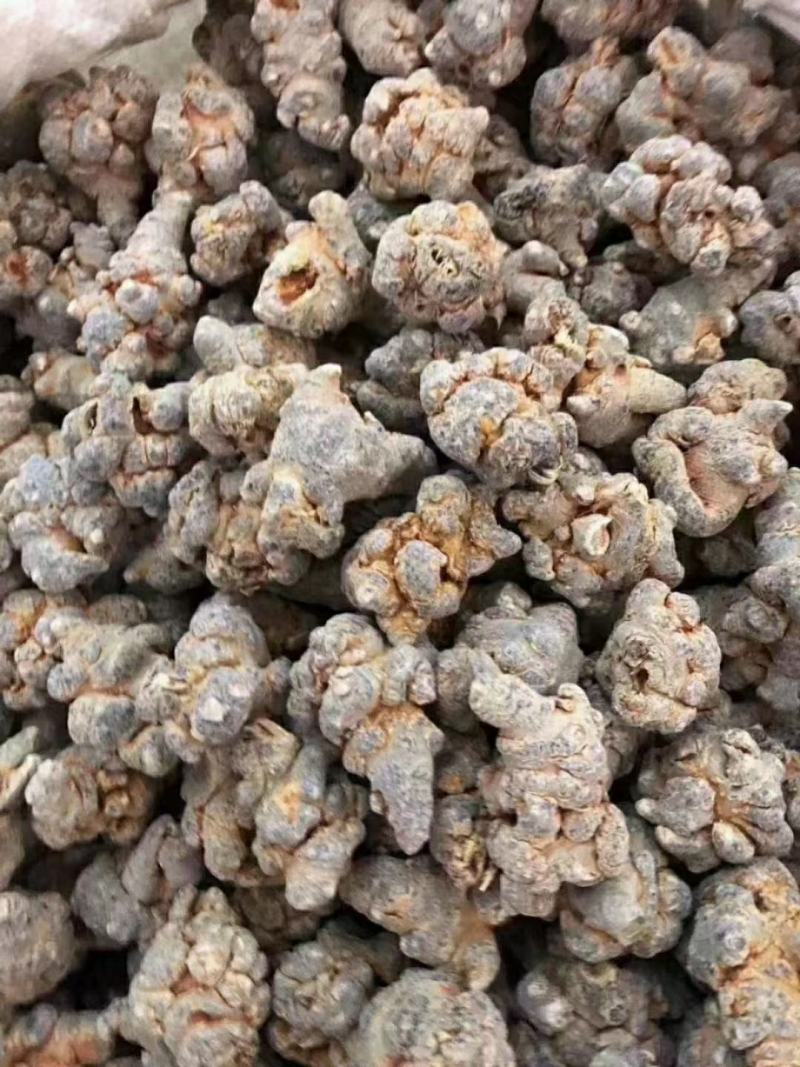无数头三七，田七，文山三七大量有货欢迎联系