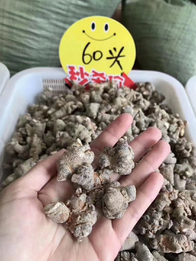 无数头三七，田七，文山三七大量有货欢迎联系