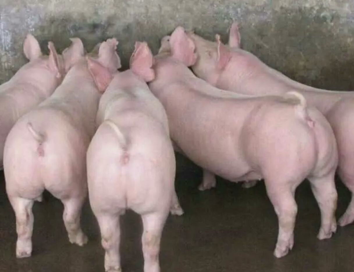 高清俯视与侧视双视角对比:左侧为28日龄三元仔猪(杜洛克父本血统清晰,棕红被毛均匀,耳前倾,背腰平直,后躯宽厚);右侧为同日龄土杂仔猪(花色杂乱,耳大下垂,背微凹,腹部下垂明显,四肢细长);背景为标准化保育栏,标注比例尺与日龄信息 三元仔猪与普通仔猪外形对比图