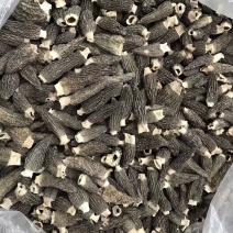 2021新鲜羊肚菌干货有量有价