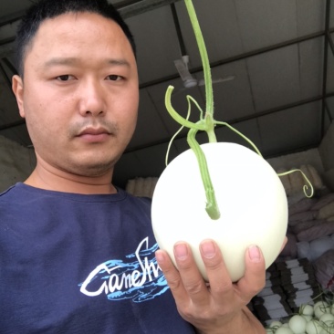 河南玉菇甜瓜，产地玉菇大量上市商超专供、冰清玉菇