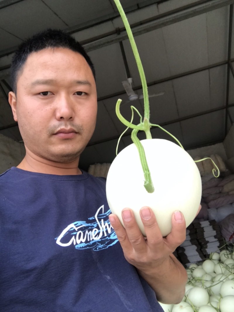 河南玉菇甜瓜，产地玉菇大量上市商超专供、冰清玉菇