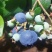 【精品】H5.L25.青岛蓝莓鲜果品种多口感好产地直发
