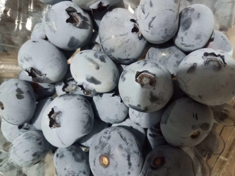 【精品】H5.L25.青岛蓝莓鲜果品种多口感好产地直发