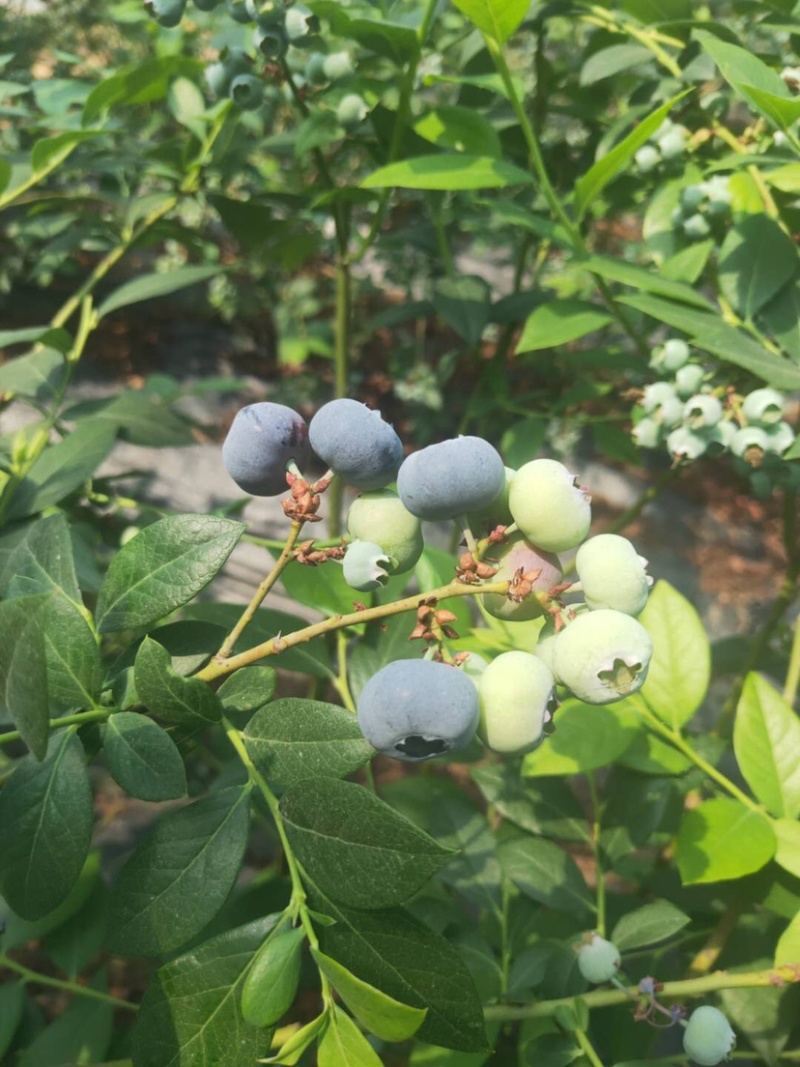 【精品】H5.L25.青岛蓝莓鲜果品种多口感好产地直发