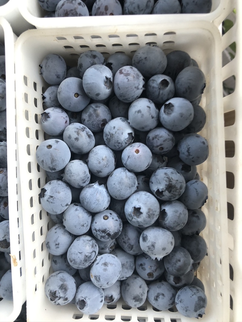 【精品】H5.L25.青岛蓝莓鲜果品种多口感好产地直发