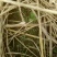 龙胆草种子保芽率提供种植技术回收产品欢迎来电咨询