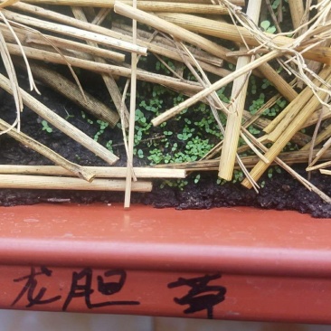 龙胆草种子保芽率提供种植技术回收产品欢迎来电咨询