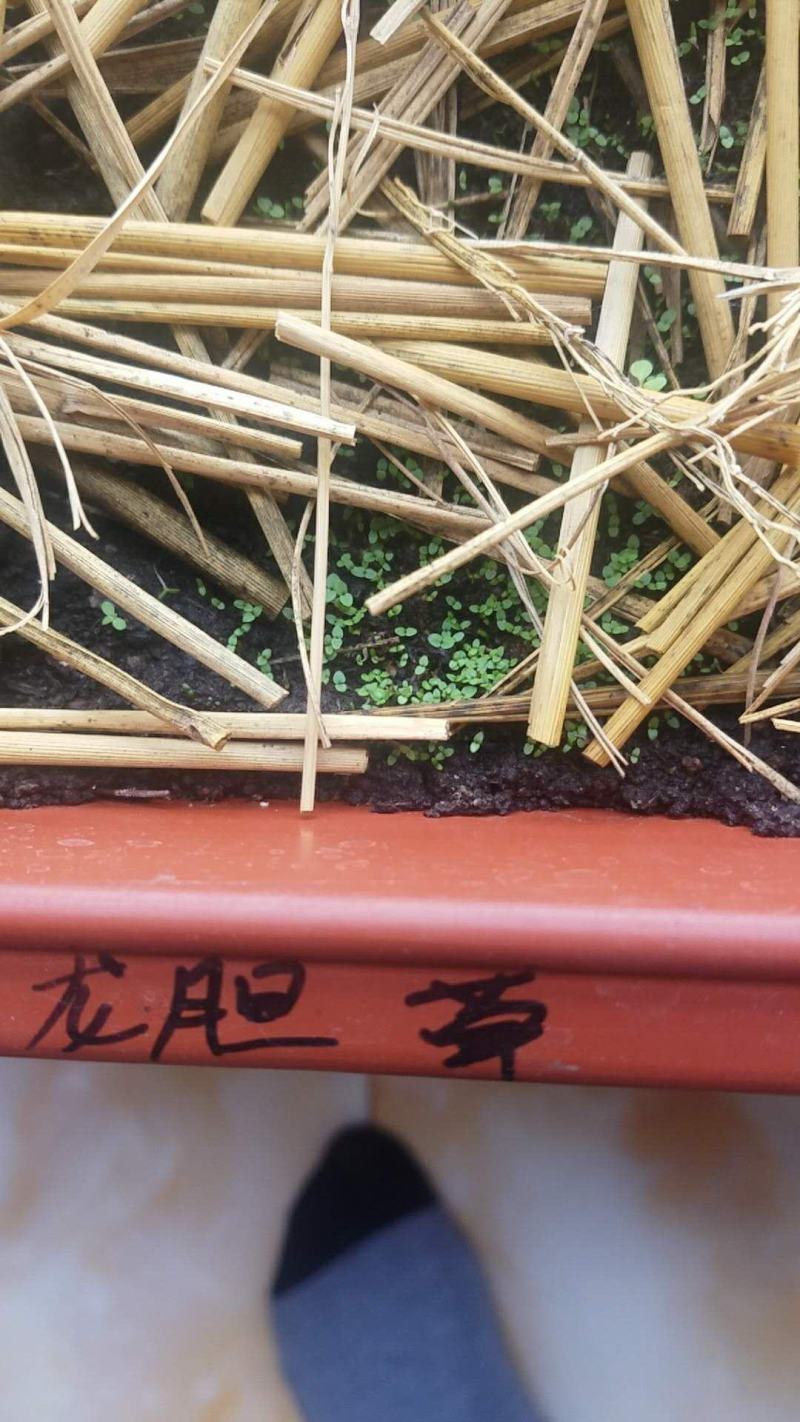 龙胆草种子保芽率提供种植技术回收产品欢迎来电咨询
