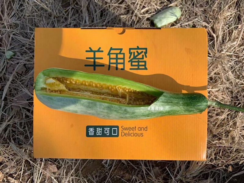 羊角蜜甜瓜山东寿光自产自销大量有货