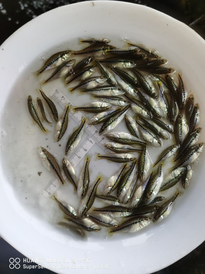 优鲈3鱼苗包质、包量、包安全送达提供养殖交流