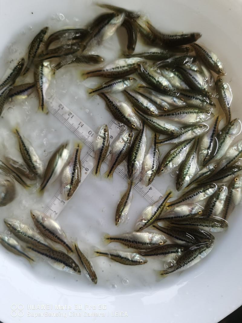 优鲈3鱼苗包质、包量、包安全送达提供养殖交流