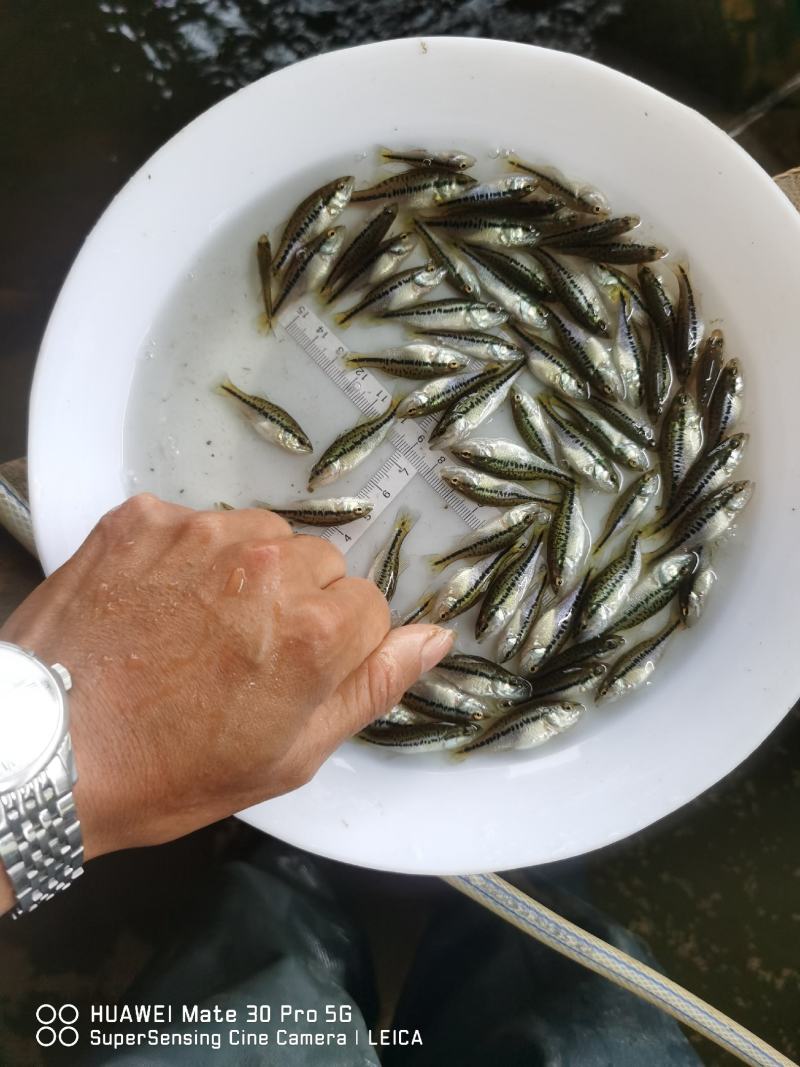 优鲈3鱼苗包质、包量、包安全送达提供养殖交流