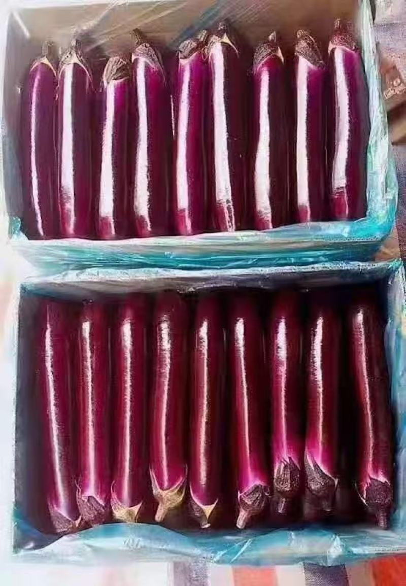 西双版纳精品红茄上市，自种和代收，欢迎全国客商考察合作。