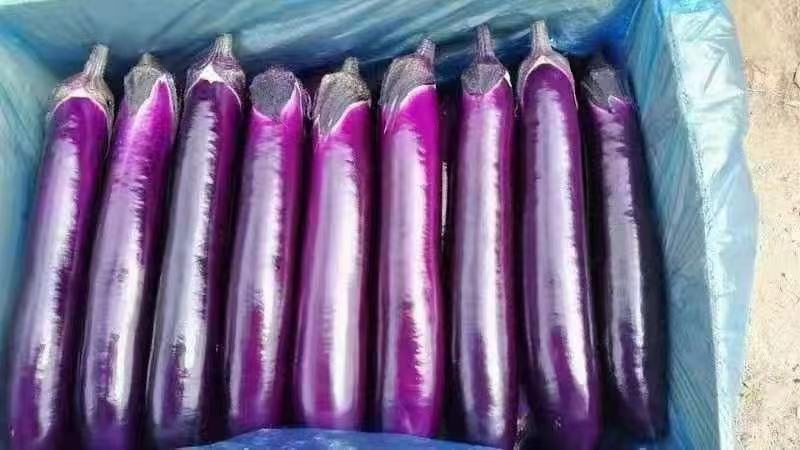 西双版纳精品红茄上市，自种和代收，欢迎全国客商考察合作。