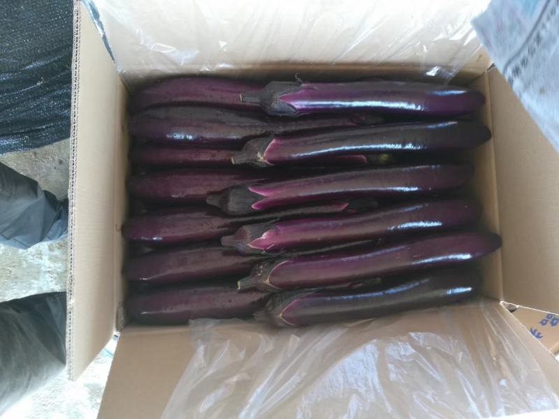 西双版纳精品红茄上市，自种和代收，欢迎全国客商考察合作。
