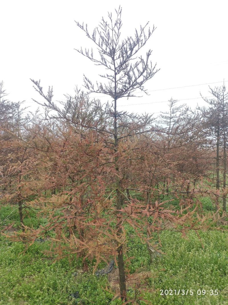 北美红杉，美国红杉，盐城北美红杉树，浙江北美红杉