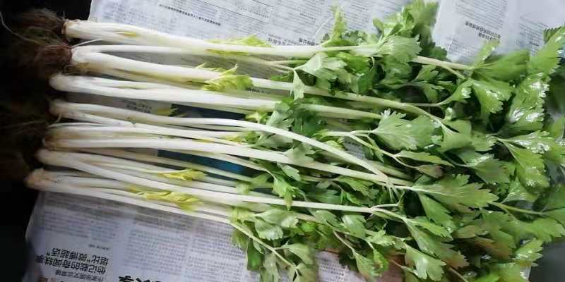 贵州精品白芹菜！大棚货