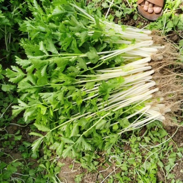 贵州精品白芹菜！大棚货