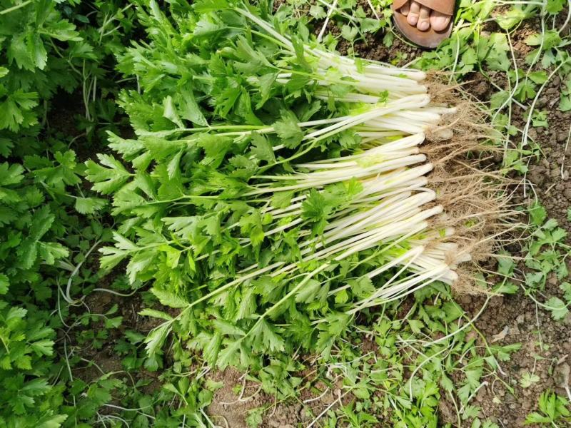 贵州精品白芹菜！大棚货