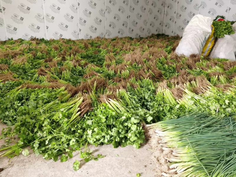 贵州精品白芹菜！大棚货