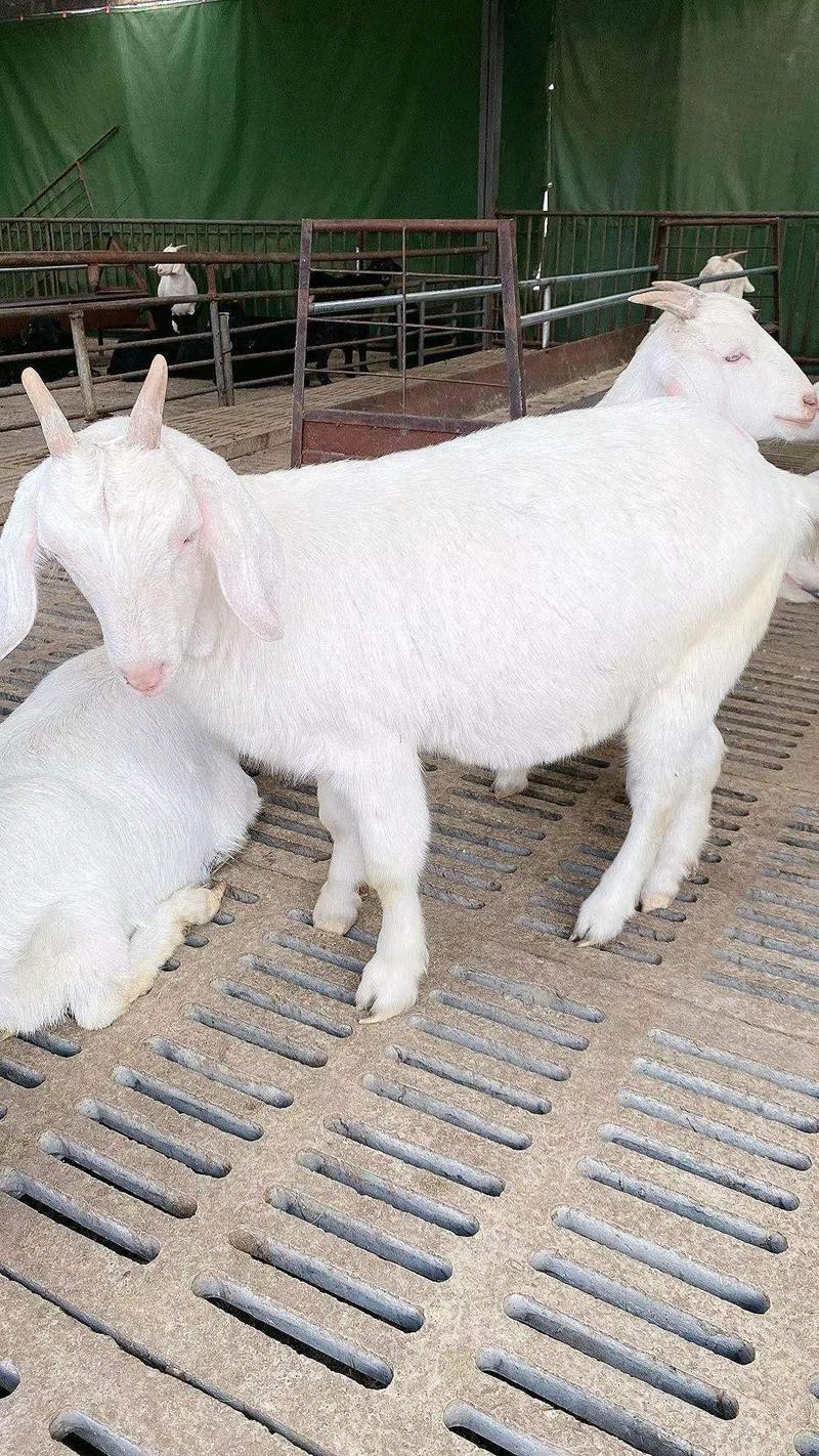美国白山羊，生长速度快，多胎多羔，抗病能力强，