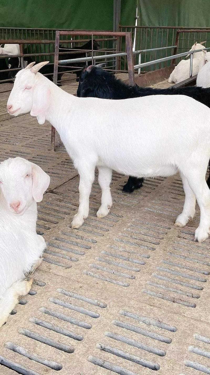 美国白山羊，生长速度快，多胎多羔，抗病能力强，