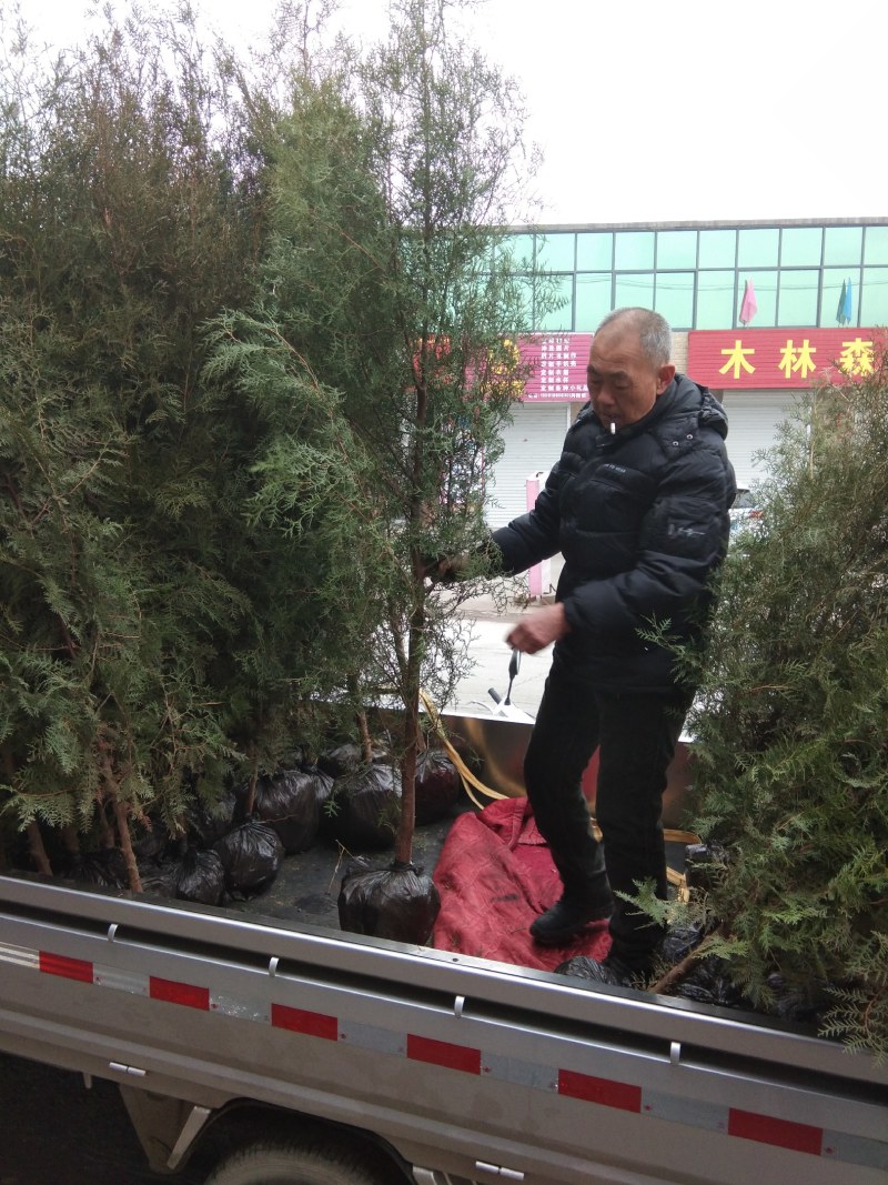 2米左右的侧柏热卖中需要的联系