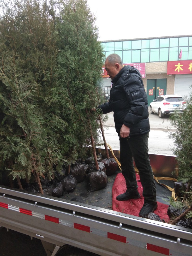 2米左右的侧柏热卖中需要的联系