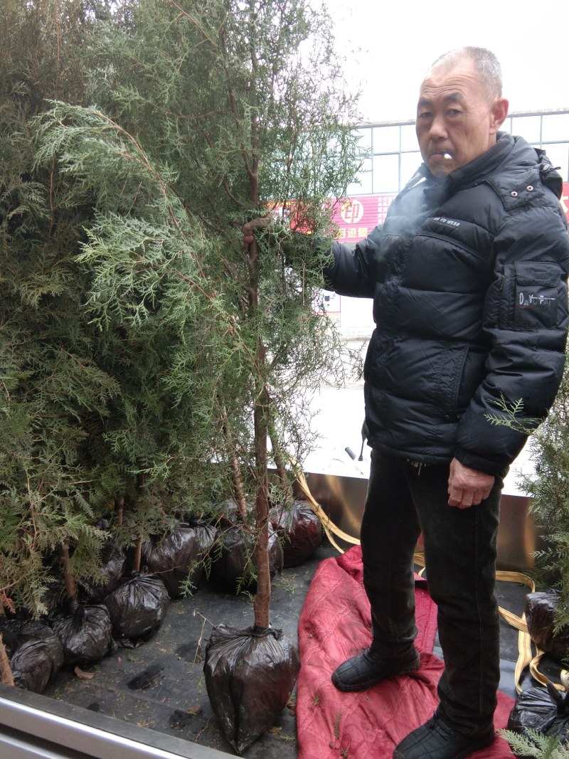 2米左右的侧柏热卖中需要的联系