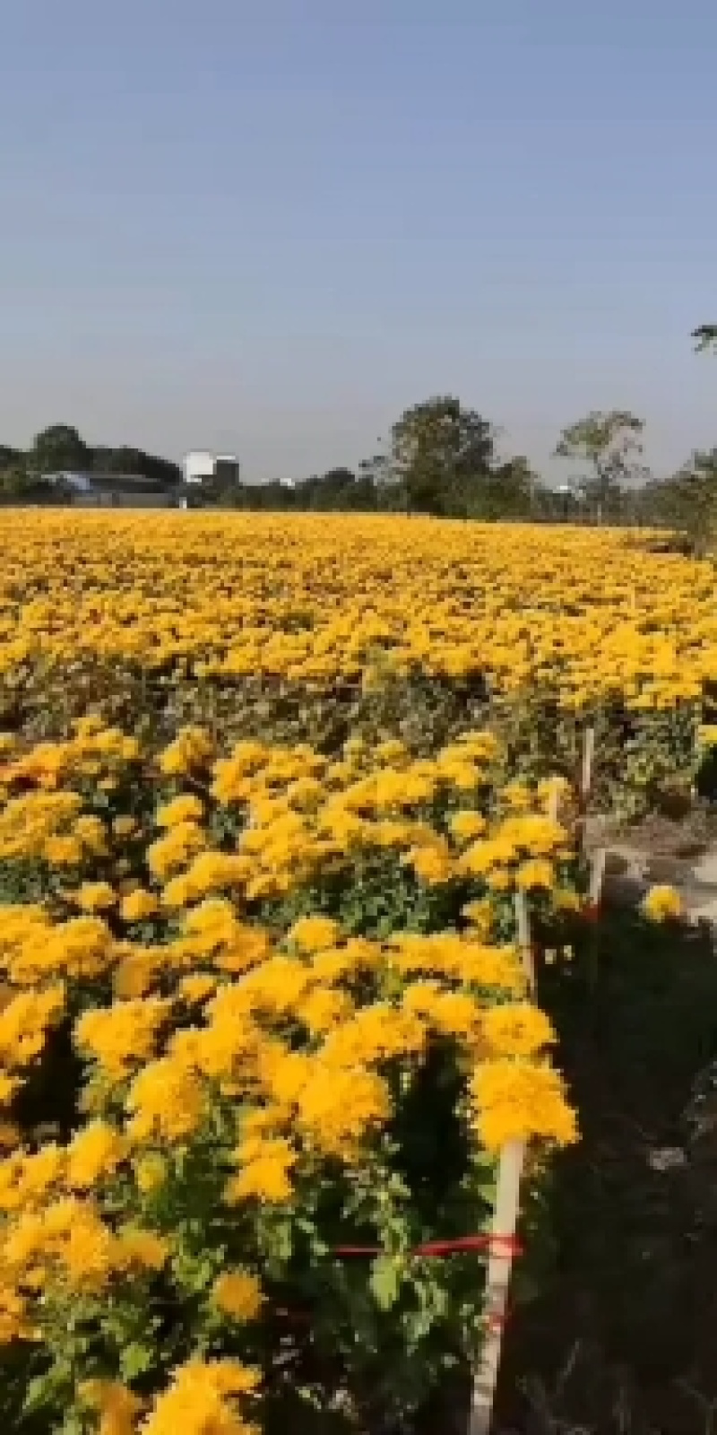 菊花，金丝皇菊，北京菊，苏北菊，婺源黄菊，